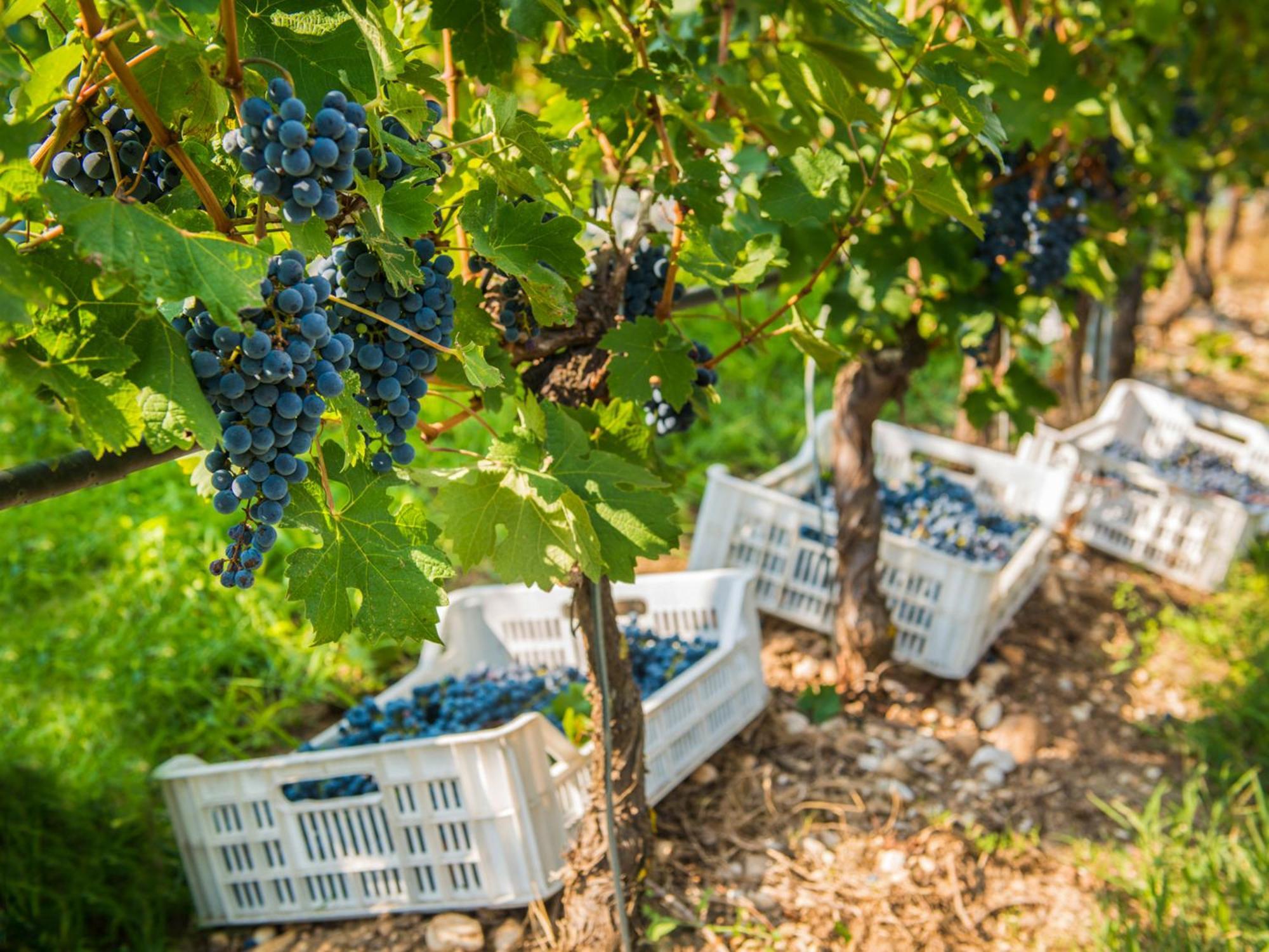 Tenuta La Presa Caprino Veronese Bagian luar foto